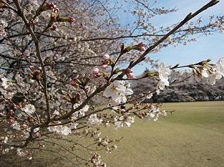 桜