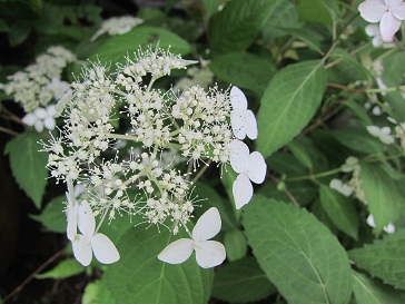 山紫陽花