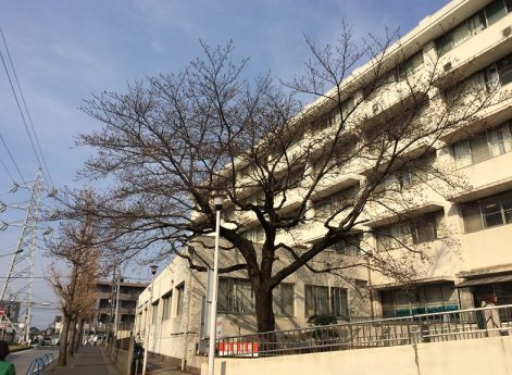松戸市立病院の桜（３月２９日）