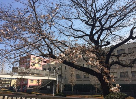 松戸市立病院の桜（３月３０日）