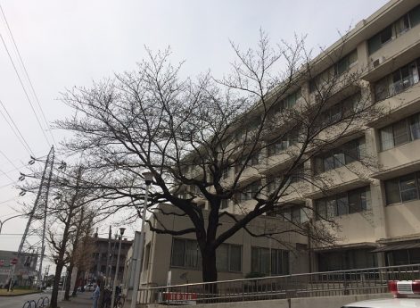 松戸市立病院の桜（３月２３日）