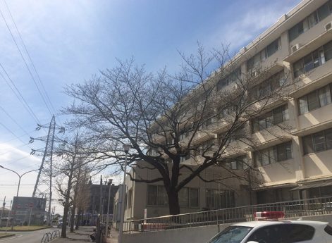 松戸市立病院の桜（３月２４日）