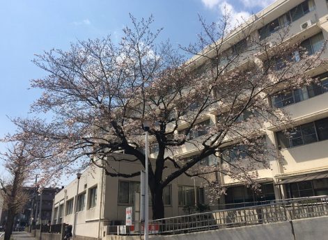 松戸市立病院の桜（４月３日）