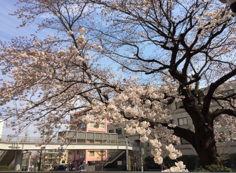松戸市立病院の桜（４月５日）