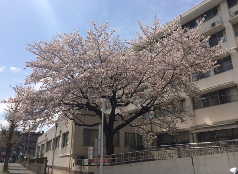 松戸市立病院の桜（４月１２日）