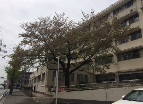 松戸市立病院の桜（４月１７日）