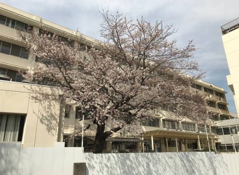 旧 松戸市立病院の桜（3月27日）
