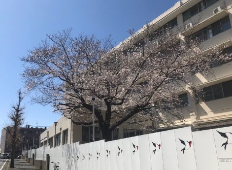 旧 松戸市立病院の桜（3月25日）
