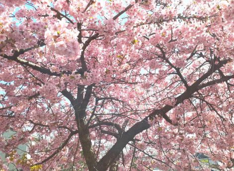 坂川河津桜