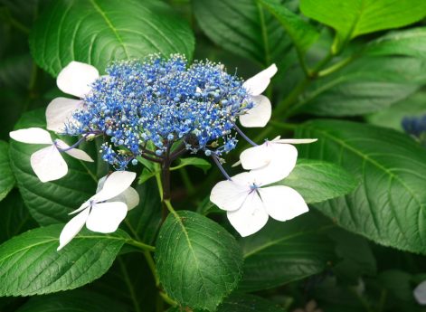 紫陽花