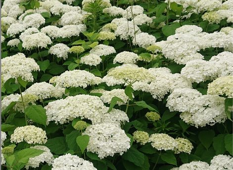 紫陽花 紫陽花